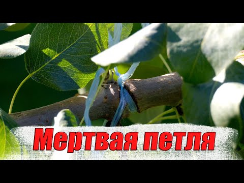 Видео: Мертвая петля на дереве плюсы и минусы