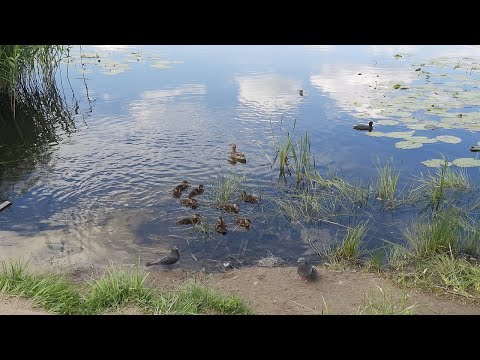 Видео: Обзор нашего любимого парка!