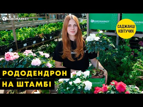 Видео: РОДОДЕНДРОН НА ШТАМБІ | Рясне цвітіння з весни до осені | Agro-Market.ua