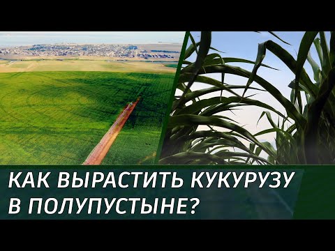 Видео: Как вырастить кукурузу в полупустыне?