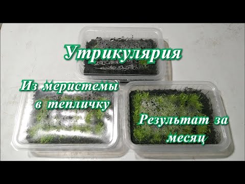 Видео: Утрикулярия - из меристемы в тепличку. Месяц роста.