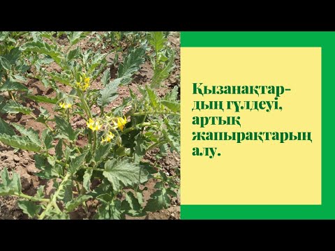 Видео: Қызанақтардың гүлдеуі. Қызанақтардың артық жапырақтарың алу. Қызанақ күтімі. Қызанақ өсіру.