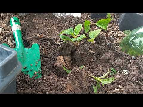 Видео: #черенкую#безтанцев)))) 1-ый фильм