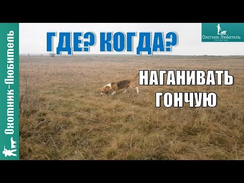 Видео: Где и когда наганивать гончую?