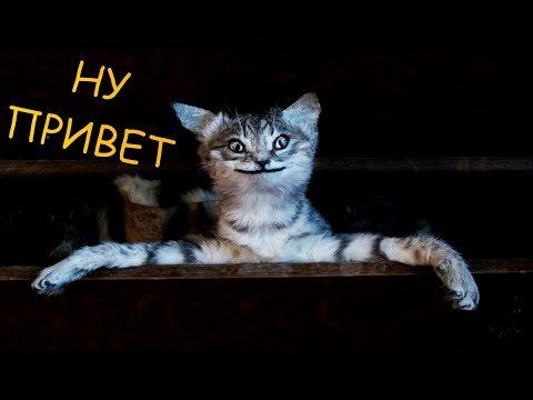 Видео: 18 МИНУТ СМЕХА И НЕУДАЧ / BEST COUB /#Приколы#приколытикток