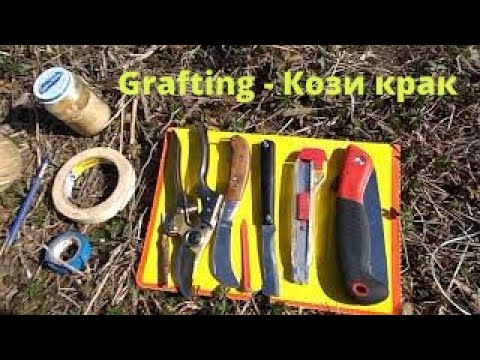 Видео: № 196  2-ра Част - Присаждане! Grafting. Клин-Кози крак, на седло, на полу-копулация - 21.03.2020 г.