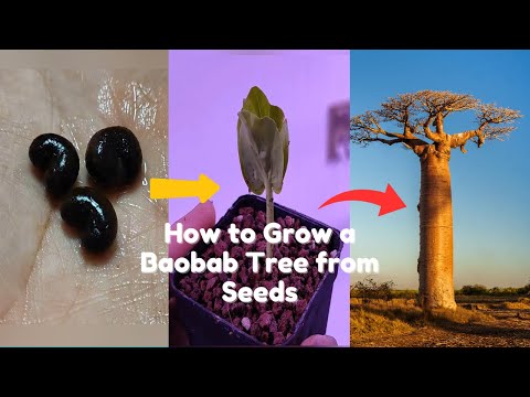 Видео: Баобаб || Как вырастить баобаб из семян.