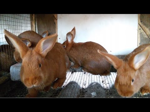Видео: НЗБ/НЗК масса в 2 месяца... и т.д.