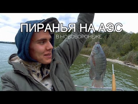 Видео: РЫБАЛКА С НОЧЕВКОЙ НА ТИЛАПИЮ НА АЭС В НОВОВОРОНЕЖЕ / ЛОВЛЯ АМУРА НА ЖИВЦА и БОЙЛЫ