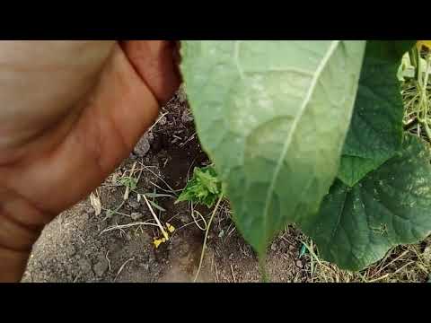 Видео: қиярды ерте және мол алу тәсілі