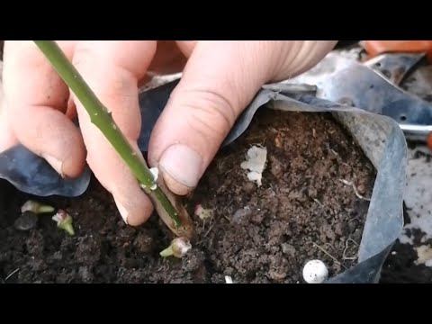 Видео: Лимон, апельсин, цитрус, техника прививки саженца