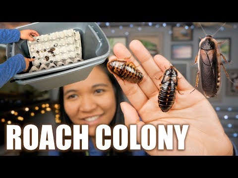 Видео: МОЯ САМООЧИЩАЮЩАЯСЯ УСТАНОВКА ДЛЯ КОЛОНИИ ТАРАКАНОВ В ДУБИИ!