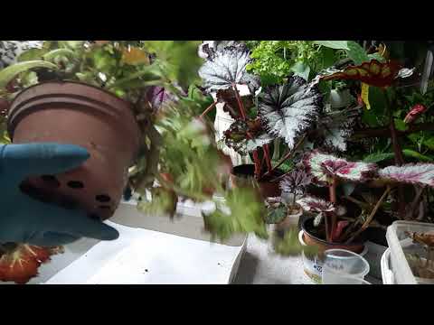 Видео: Омолаживаем бегонию, продолжение следует ...