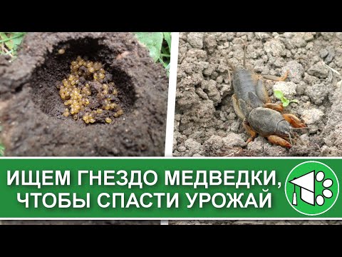 Видео: Как найти гнездо медведки | Как избавиться от медведки в огороде. Борьба с вредителями