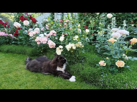 Видео: Ещё раз о милых подружках для роз в Саду Двух Котов 🐈🌹🐈‍⬛