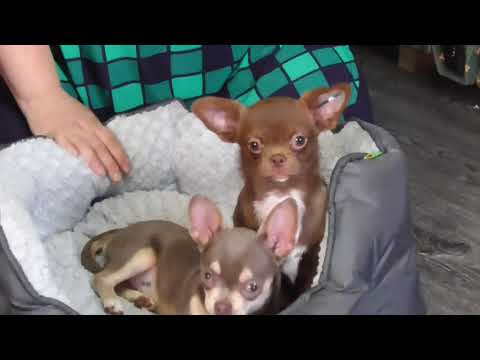 Видео: ИНТЕРЕСНО?Нужно ли Добавлять ВИТАМИНЫ при смене зубов у ЧИХУАХУА?