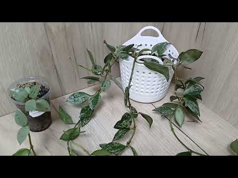 Видео: Хойи🌿 Февраль'25❄️Полный обзор моей коллекции☘️❤️☀️