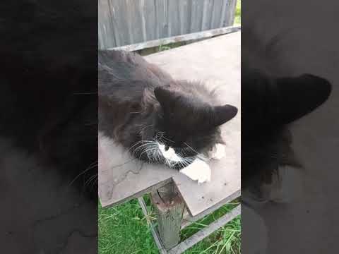 Видео: Типичный котик на даче 🐱 #MCMisha42 #котики #лето2025