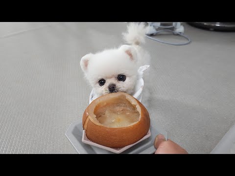 Видео: Я сделала особенное блюдо для моей собаки, которая не хотела есть, потому что была больна