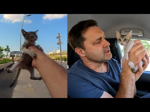 Видео: Кошечка Пимпа. Малышка, которую никто не заметил…