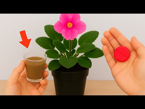 Видео: ГҮЛТЕТУ🌱ҮШІН🌱БІР🌱ҚАСЫҚ ҚОСЫП ӨСІРЕМІН БАРЛЫҒЫ ТОҚТАМАЙ ГҮЛДЕЙДІ