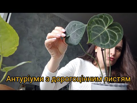 Видео: Про антуріуми та інші рослини☘️💚🔥 #антуріуми #варієгатнірослини