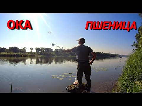 Видео: ОДНА ПШЕНИЧКА БЫВАЕТ ЛУЧШАЯ НАСАДКА. Рыбалка на ОКЕ на донку и пикер.