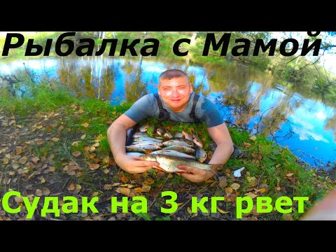 Видео: Судаки на 3кг Рвут Сети Готовлю Салат с Грибами на Реке #24часа #рыбалка