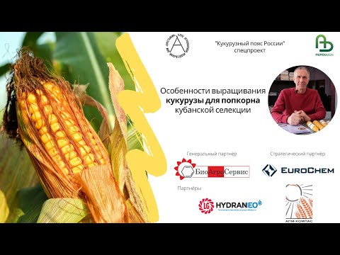 Видео: Кукуруза для попкорна кубанской селекции. Особенности выращивания
