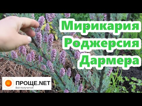 Видео: Внимание! Необычно: Мирикария, Роджерсия, Дармера.