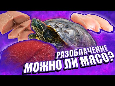 Видео: МОЖНО ЛИ ДАВАТЬ МЯСО КРАСНОУХИМ ЧЕРЕПАХАМ? РАЗОБЛАЧЕНИЕ МИФА О КОРМЛЕНИИ МЯСОМ
