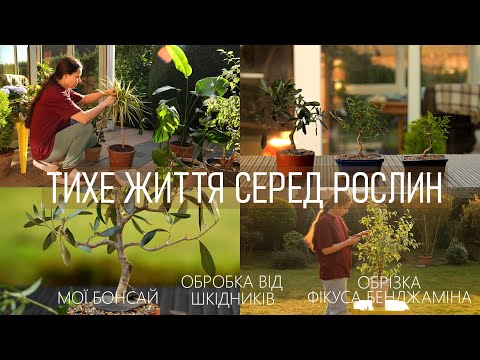 Видео: 🍃Весняна обрізка та обробка кімнатних рослин | Догляд за бонсай 🍃
