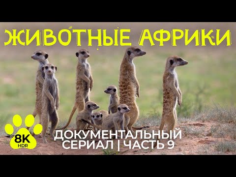 Видео: Дикая природа Африки – #9 | 8K HDR Документальный фильм о животных Трансграничного Парка Кгалагади