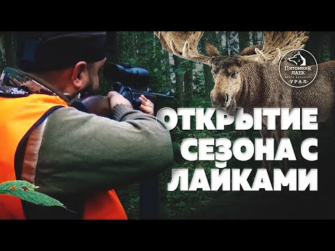 Видео: Охота с Лайками питомника "Урал". Начало сезона!
