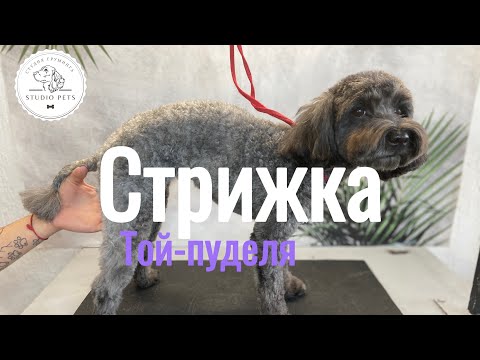 Видео: Стрижка пуделя/ груминг пуделя / стрижка пуделя в домашних условиях #dog #viral #pet #собака