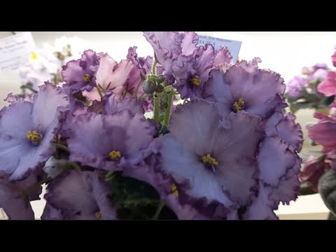 Видео: Москва. Дом Фиалки. Шикарная выставка!