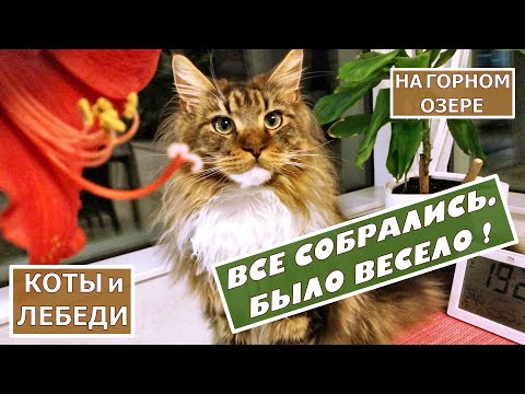 Видео: Вся компашка в сборе! Лебеди и коты на озере в Альпах