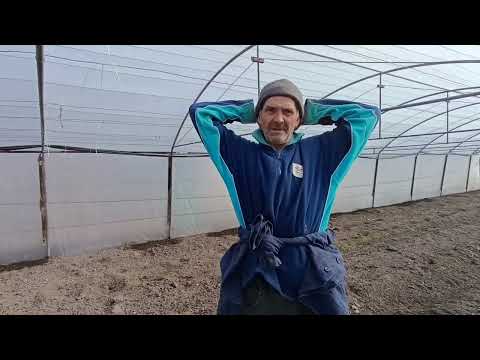 Видео: Секнат кръста.Как сами да си възстановим?? Как да поникват семената домати?