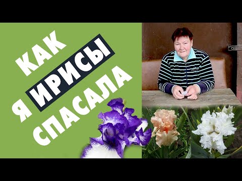 Видео: ТЕПЕРЬ МОИ ИРИСЫ НЕ БОЛЕЮТ, ЦВЕТУТ И РАДУЮТ!