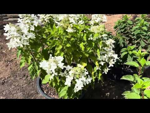 Видео: Гортензии переезжают в сад 🪴☺️