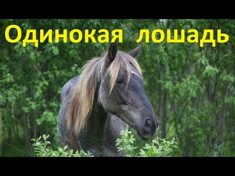 Видео: Одинокая лошадь. Возможные проблемы.
