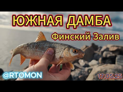 Видео: Рыбалка на Фидер. Южная Дамба Финского залива. Нерест Плотвы. #рыбалка #рыбалканафидер #fishing