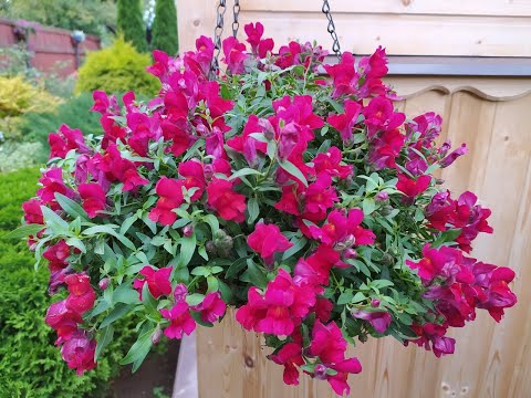 Видео: Ампельный львиный зев (Антирринум каскадный Кэнди Ред).