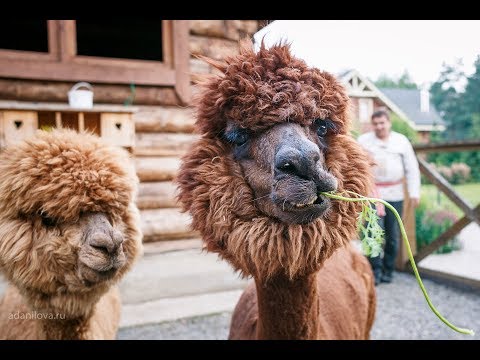 Видео: Стрижка альпака на миниферме Пронино