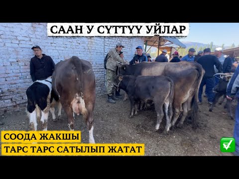 Видео: НООКАТ МАЛ БАЗАРЫ  СААН УЙЛАР / 21 сентябр  2025  Жыл 