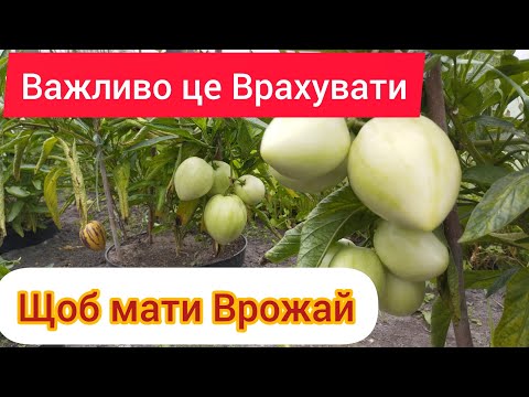 Видео: Пепіно - Важлива інформація по вирощуванню)))