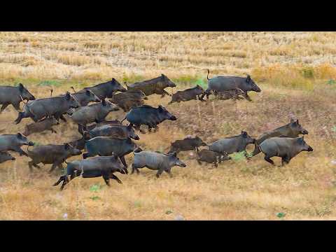 Видео: ОПАСНОЕ НАШЕСТВИЕ КАБАНОВ: 25 Идеальных Выстрелов & Невероятные Охоты!
