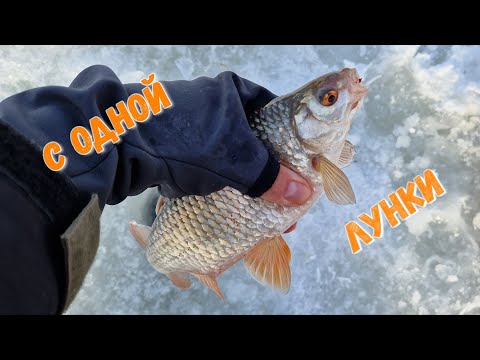 Видео: Рыбалка одной лунки - безмотылка ру