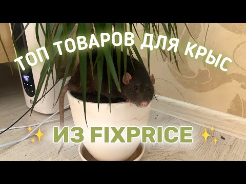 Видео: ТОП ТОВАРОВ ДЛЯ КРЫС ИЗ ФИКСПРАЙС | ПОКУПКИ ДЛЯ КРЫС ИЗ ФИКСПРАЙС | ЧТО ОПЯТЬ ПРОИЗОШЛО С МАМБОЙ