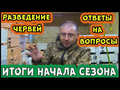 Видео: Разведение червей, весна начало сезона. Как продажи? Дедробена как бизнес.